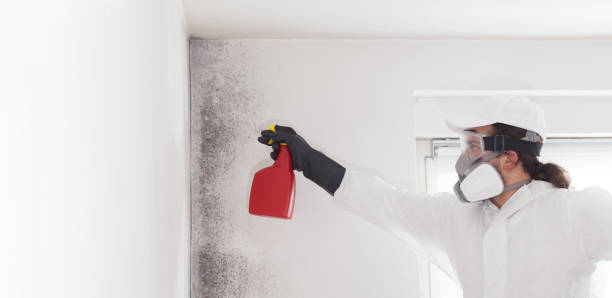 Professional Mold Remediation in Ocean Shores, WA
