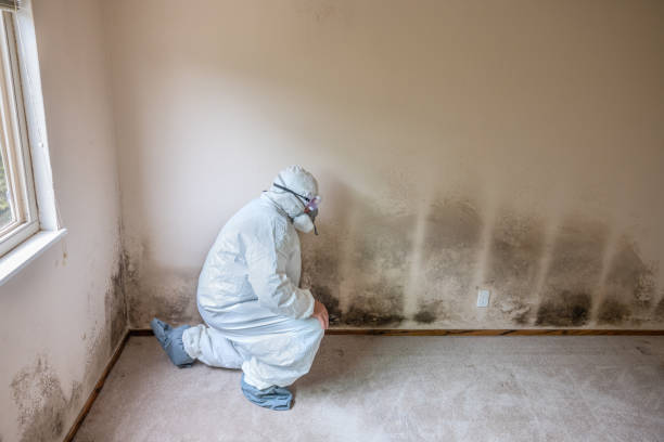 Best Attic Mold Remediation in Ocean Shores, WA